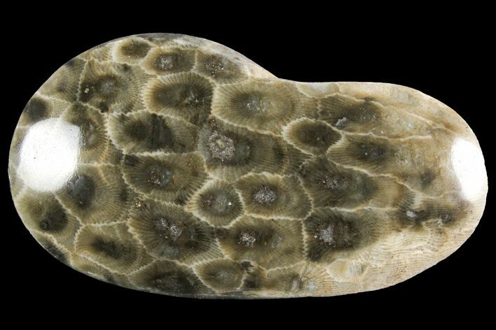 Polished Petoskey Stone (Fossil Coral) - Michigan #156151